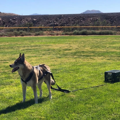 Dog Pull Training Leash Sled
