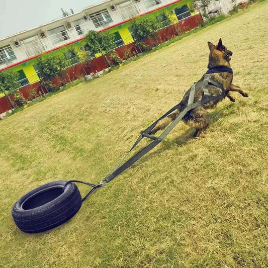 Dog Pull Training Leash Sled