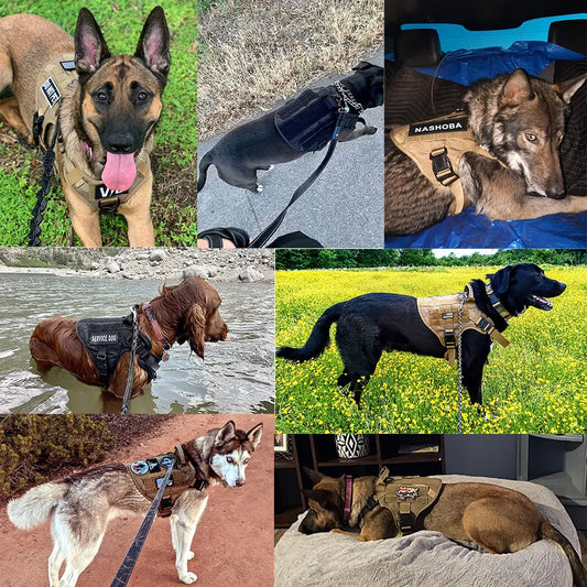 Dog Harness And Leash For Training, & Walking